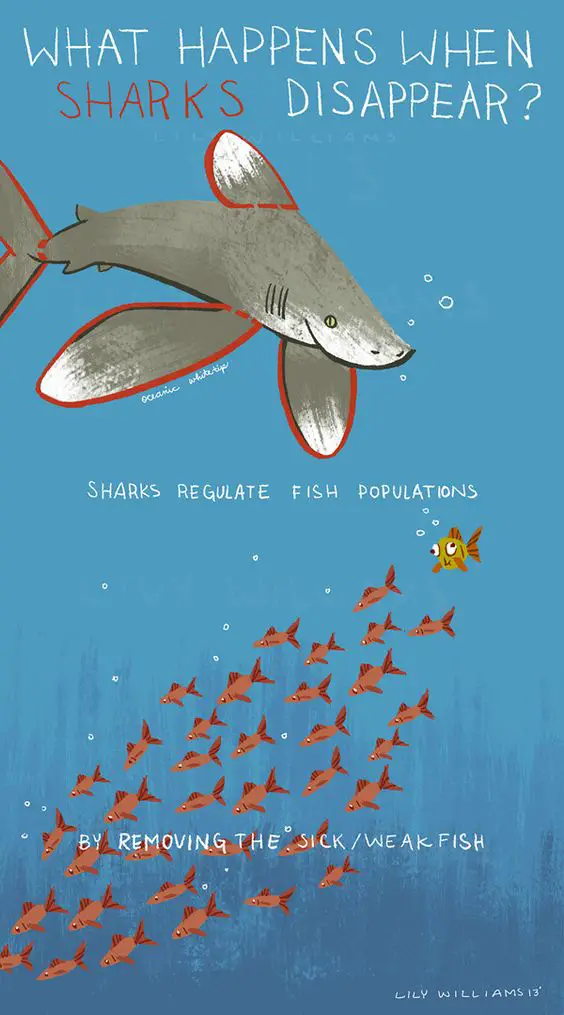 what will happen if sharks disappear shark beach