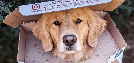 jolt the golden retriever in a pizza box for cover photo