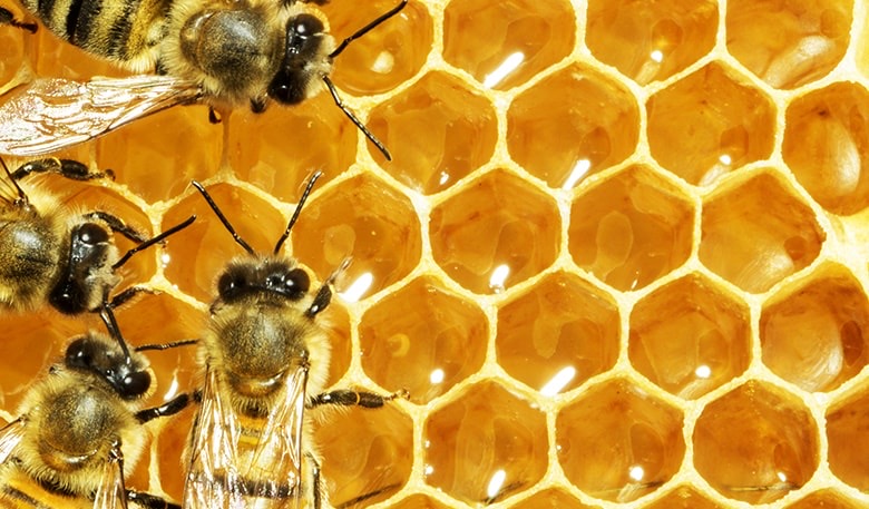 Bees and Hexagons