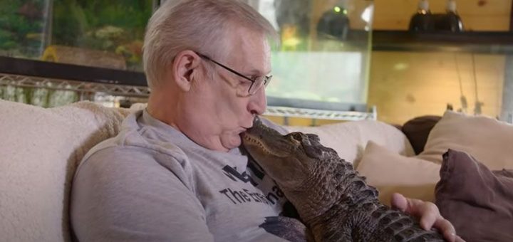 Wally the Emotional Support Alligator