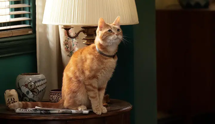 Goose is trying to tell us something important!